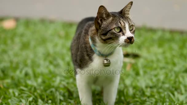 Lindo gato manchado con una campana en el cuello que va desde la vista en la hierba del césped. Parque Lumpini, Bangkok, Tailandia . — Vídeo de stock