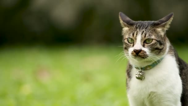 Cute spotted cat with a bell on the collar sitting on the lawn grass. Lumpini park, Bangkok, Thailand. — Stock Video