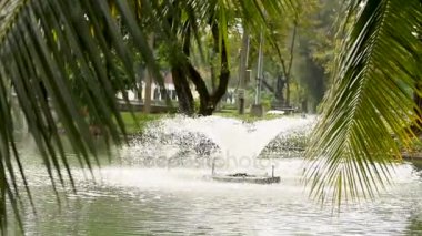 Palm gölde su aşağı asılı kalıyor. Lumpini park, Bangkok, Tayland.