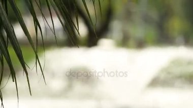 Palm gölde su aşağı asılı kalıyor. Lumpini park, Bangkok, Tayland.