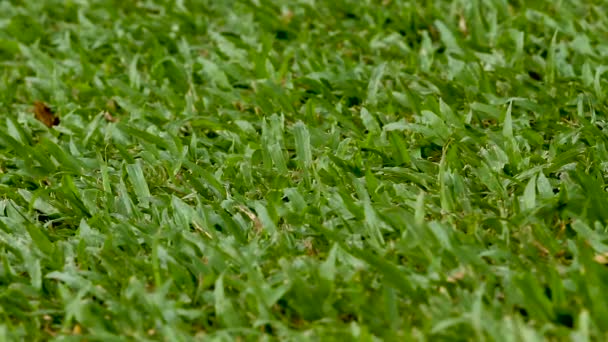 Naturlig bakgrund med gröna kapade gräs. Fräsch gräsmatta. — Stockvideo