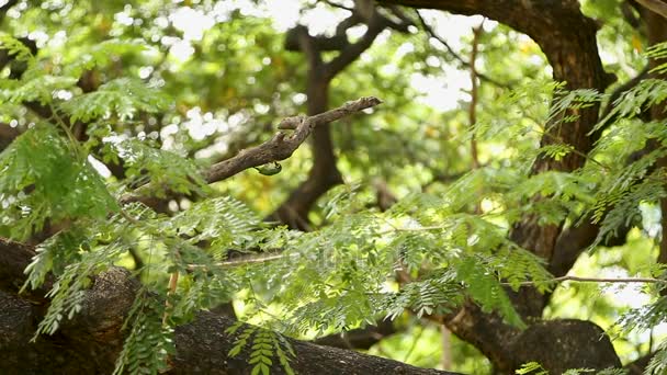 Pájaro carpintero sentado en una rama y golpea el pico en la corteza del árbol en busca de insectos comestibles. Parque Lumpini. Bangkok, Tailandia . — Vídeos de Stock