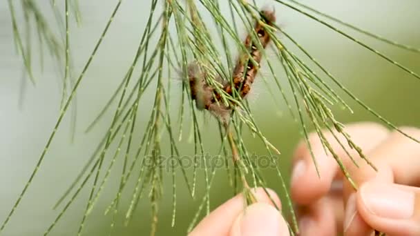 Vrouw touch pluizig caterpillar met pine naald. — Stockvideo