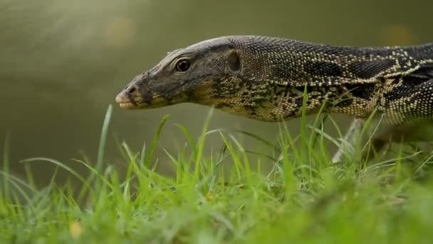 Monitor lizard crawling on the grass under a tree in Lumpini Park. Bangkok, Thailand. — Stock Video
