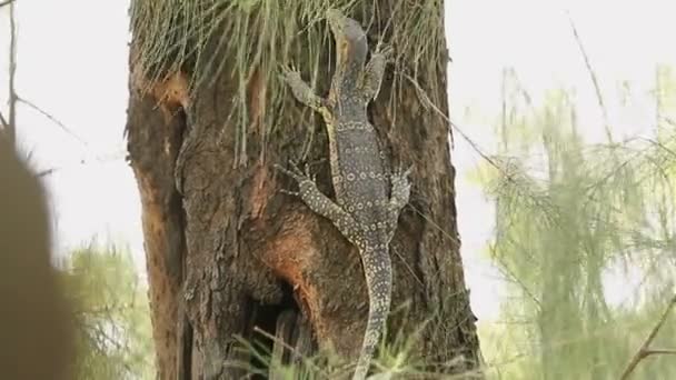 Un joven lagarto monitor sentado en el árbol en el parque Lumpini. Bangkok, Tailandia . — Vídeo de stock
