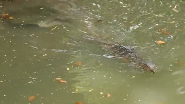 모니터 도마뱀 룸피니 공원에 연못의 물에서 수영. 방콕, 태국. — 비디오