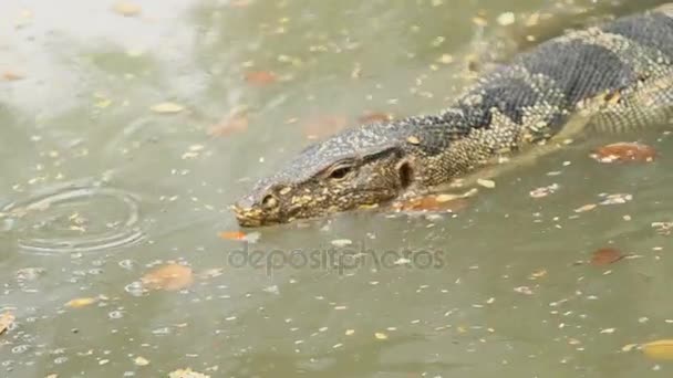 Övervaka ödla simmar i vatten av damm i Lumpini Park. Bangkok, Thailand. — Stockvideo