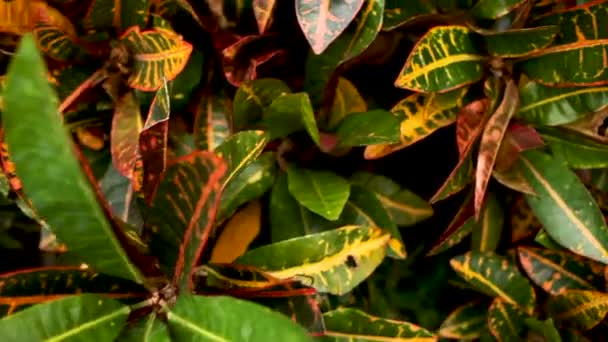 Sfondo naturale con foglie fresche colorate. Lumpini park, Bangkok, Thailandia . — Video Stock