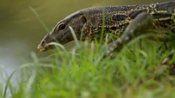 Monitorear lagarto arrastrándose sobre la hierba bajo un árbol en Lumpini Park. Bangkok, Tailandia . — Vídeos de Stock