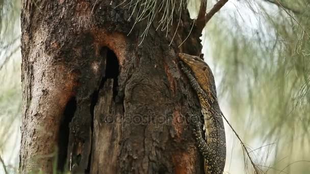 ルンピニ公園の木の上に座って若いオオトカゲ。バンコク、タイ. — ストック動画