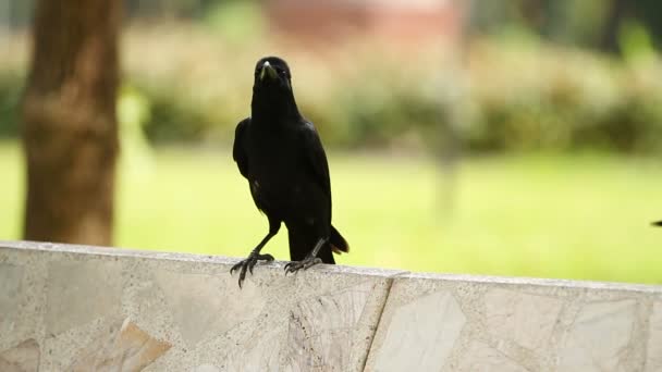Giovane corvo seduto sulla pietra. Parco Lumpini. Bangkok, Thailandia , — Video Stock