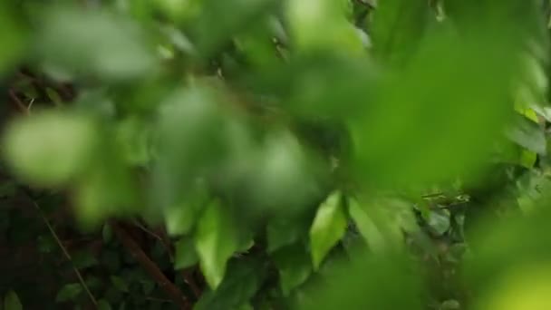 Fond naturel avec des feuilles vertes fraîches. Lumpini park, Bangkok, Thaïlande .