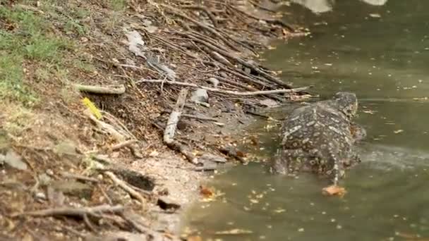 Monitor lizard swimming in water of pond in Lumpini Park. Bangkok, Thailand. — Stock Video