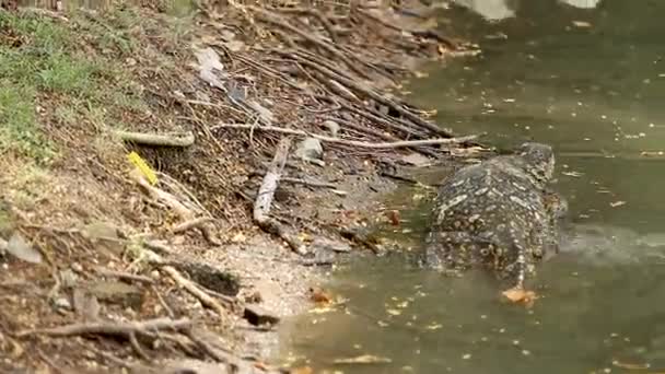 Monitor lizard swimming in water of pond in Lumpini Park. Bangkok, Thailand. — Stock Video