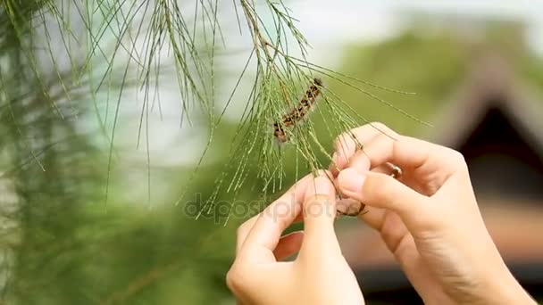 Kadın dokunmatik kabarık caterpillar Çam iğne ile. — Stok video