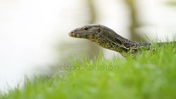 Monitor lizard crawling on the grass under a tree in Lumpini Park. Bangkok, Thailand. — Stock Video