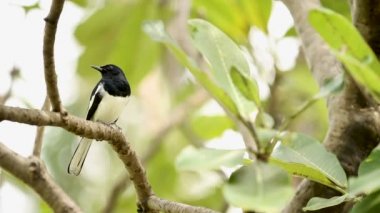 Balıkçıl kuş Lumpini Park ağacının dalını oturur. Bangkok, Tayland.