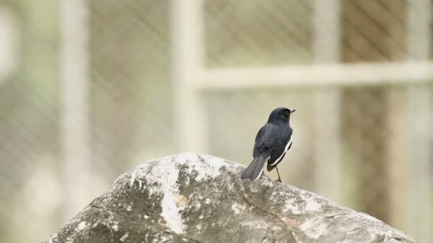 O pássaro de garça senta-se em uma pedra no parque Lumpini. Bangkok, Tailândia . — Vídeo de Stock