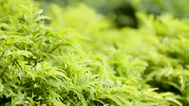 Fundo natural com folhas verdes frescas. Lumpini park, Bangkok, Tailândia . — Vídeo de Stock