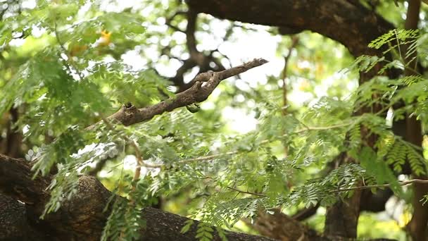 Dzięcioł siedzi na gałęzi i uderzeniami dzioba na drzewo szczekać w poszukiwaniu jadalne owady. Lumpini park. Bangkok, Tajlandia. — Wideo stockowe