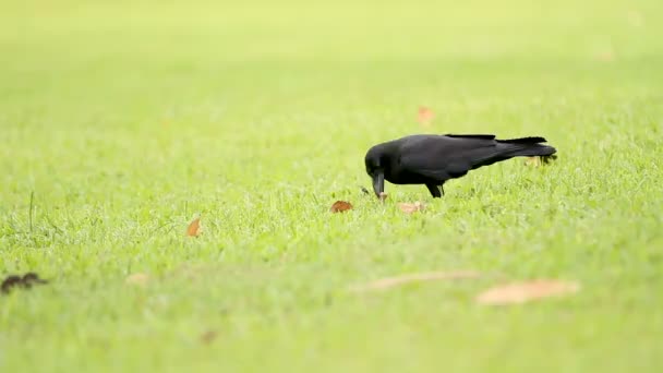 Twee Raven op zoek naar voedsel in het gras. Lumpini park. Bangkok, Thailand, — Stockvideo