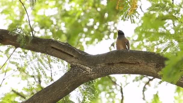 Maina bird sits on a tree branch in Lumpini park. Bangkok, Thailand. — Stock Video