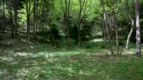 Alberi con foglie giovani nella foresta. Legno primaverile. Vista dal basso. Georgia . — Video Stock