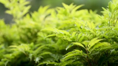 Taze yeşil yaprakları ile doğal arka plan. Lumpini park, Bangkok, Tayland.