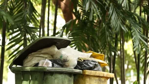 Due corvi in cerca di cibo nei bidoni della spazzatura. Grandi uccelli neri intelligenti rastrellano i sacchi della spazzatura. Parco Lumpini. Bangkok, Thailandia . — Video Stock