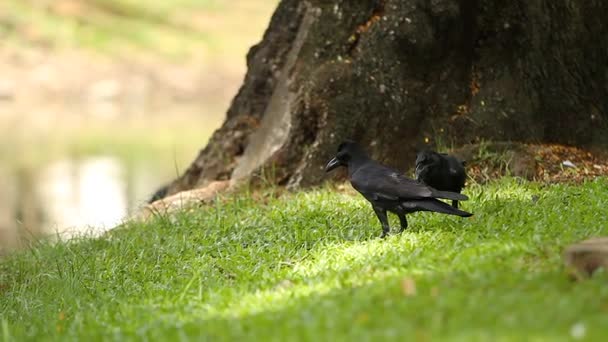 Zwei Raben auf der Suche nach Nahrung im Gras unter einem Baum. Lumpini-Park. bangkok, thailand, — Stockvideo