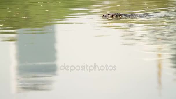 Наблюдайте за ящерицей, купающейся в воде пруда в парке Лумпини. Бангкок, Таиланд . — стоковое видео