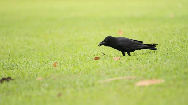 Deux corbeaux à la recherche de nourriture dans l'herbe. Parc Lumpini. Bangkok, Thaïlande , — Video