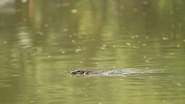 Monitore o lagarto nadando na água da lagoa no Lumpini Park. Bangkok, Tailândia . — Vídeo de Stock