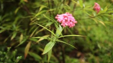 Taze yeşil yaprakları ve pembe çiçekler ile doğal arka plan. Lumpini park, Bangkok, Tayland.