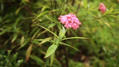Taze yeşil yaprakları ve pembe çiçekler ile doğal arka plan. Lumpini park, Bangkok, Tayland.