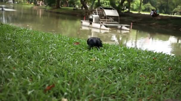 Corvo in cerca di cibo nell'erba vicino stagno nel parco Lumpini. Bangkok, Thailandia , — Video Stock