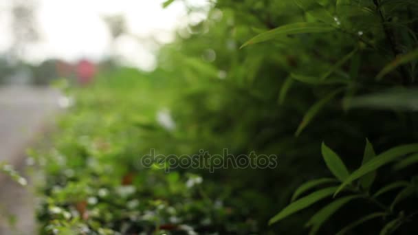 Φυσικό υπόβαθρο με φρέσκα πράσινα φύλλα. Πάρκο Lumpini, Μπανγκόκ, Ταϊλάνδη. — Αρχείο Βίντεο