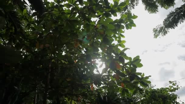 A fák ágai keresztül süt a nap. Bangkok, Thaiföld. — Stock videók