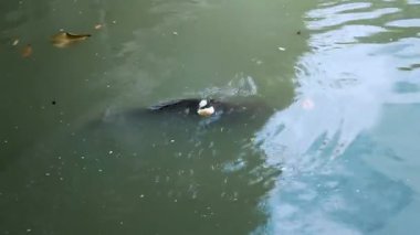 Yüzme ve ekmek kabukları çamurlu su yakalamak yayın balığı çifti. Bangkok, Tayland.