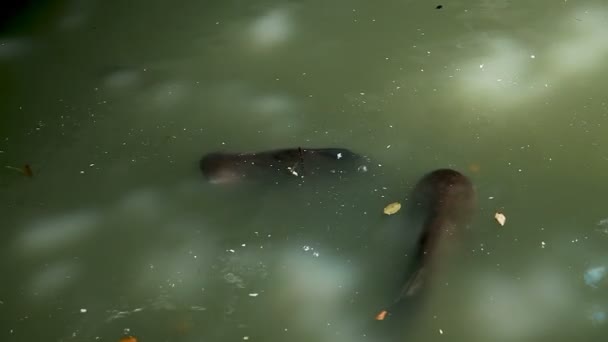 진흙 물에서 수영 하는 메기의 쌍입니다. 방콕, 태국. — 비디오
