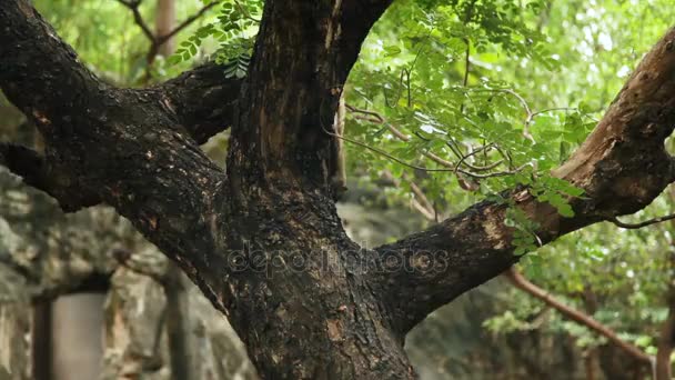 Grijze eekhoorn klimt langs de takken van de boom. Bangkok, Thailand. — Stockvideo