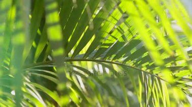 Güneş parlar palmiye ağaçları ile bırakır. Bangkok, Tayland.