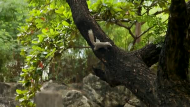 Grijze eekhoorn klimt langs de takken van de boom. Bangkok, Thailand. — Stockvideo