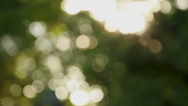 El sol brilla entre las ramas de los árboles. Fondo desenfocado con bokeh Bangkok, Tailandia . — Vídeo de stock