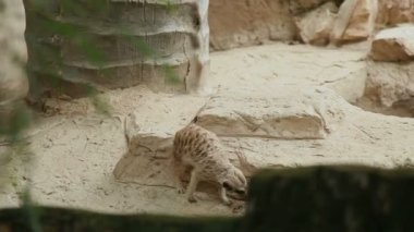 Çöl faresi veya suricate, Suricata suricatta bir taş muhafaza içinde oturur. Bangkok, Tayland.