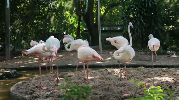 Flock van roze flamingo's Phoenicopterus. Bangkok, Thailand. — Stockvideo