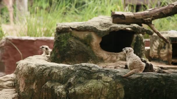 Çöl faresi veya suricate, Suricata suricatta bir taş muhafaza içinde oturur. Bangkok, Tayland. — Stok video