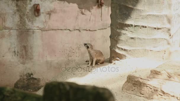 Surikata nebo suricate, Suricata suricatta sedí na kameni v pouzdře. Bangkok, Thajsko. — Stock video