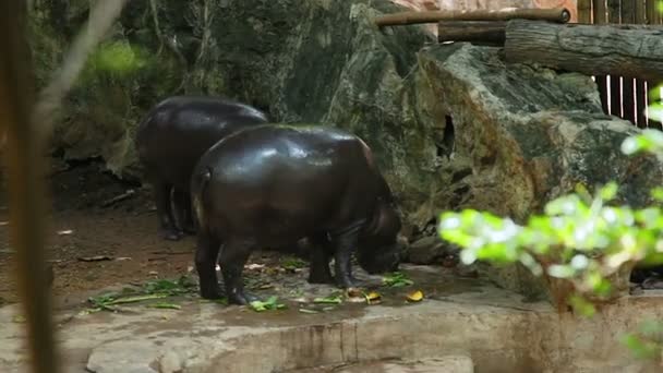 Paire de pygmées Hippo Choeropsis liberiensis mangeant en enclos, Zoo de Dusit, Bangkok, Thaïlande .