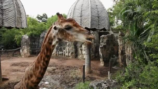 Giraffe Giraffa Camelopardalis kaut Futter auf der Koppel. Dusit Zoo, Bangkok, Thailand. — Stockvideo